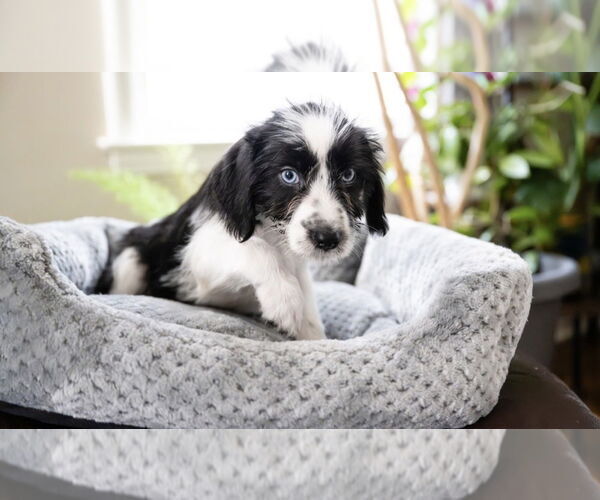 Medium Photo #4 Maltese-Unknown Mix Puppy For Sale in Andover, MN, USA