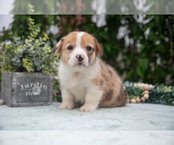 Medium Photo #37 Pembroke Welsh Corgi Puppy For Sale in NEW CONCORD, OH, USA