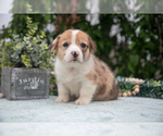 Puppy Brier Pembroke Welsh Corgi