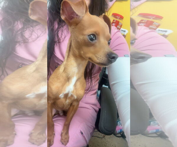 Medium Photo #1 Chihuahua Puppy For Sale in York, SC, USA