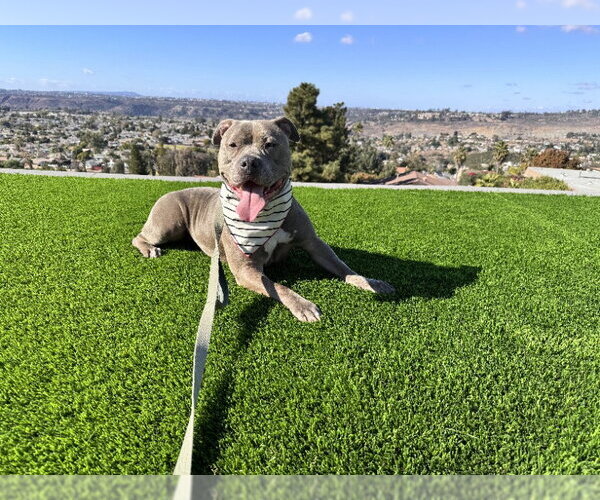 Medium Photo #1 American Pit Bull Terrier-Staffordshire Bull Terrier Mix Puppy For Sale in San Diego, CA, USA