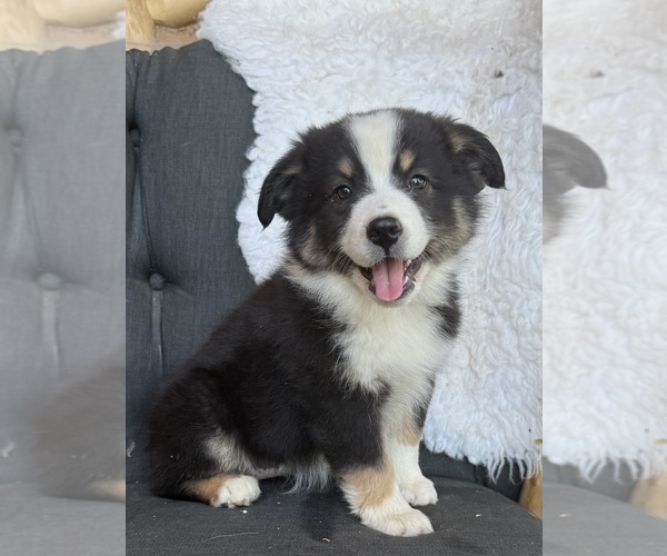 Medium Photo #4 Miniature Australian Shepherd Puppy For Sale in SPRINGVILLE, CA, USA