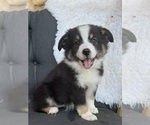 Puppy Vin Miniature Australian Shepherd