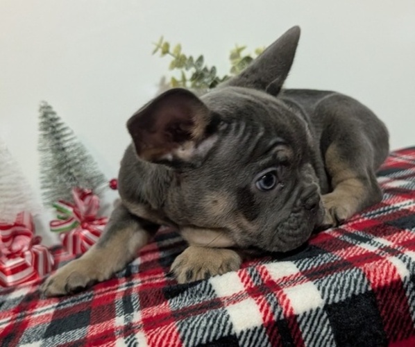 Medium Photo #4 French Bulldog Puppy For Sale in GOSHEN, IN, USA