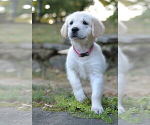 Golden Retriever Dogs for adoption in Germanton, TN, USA