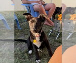 Small #4 Labrador Retriever Mix