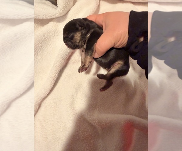 Medium Photo #8 French Bulldog Puppy For Sale in PONSFORD, MN, USA