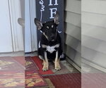 Small Photo #2 Shepweiller Puppy For Sale in SHERBURNE, NY, USA