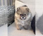 Small #5 Pomeranian