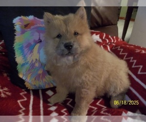 Chow Chow Puppy for sale in MIDDLEBURG, FL, USA