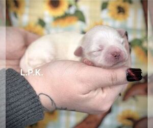 Maltese Puppy for sale in WINNSBORO, LA, USA
