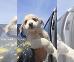 Small #1 Border-Aussie
