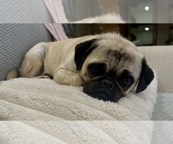Medium Photo #8 Pug Puppy For Sale in Newport Beach, CA, USA
