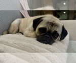 Small #7 Pug