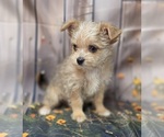 Small #8 Chorkie-Yorkshire Terrier Mix