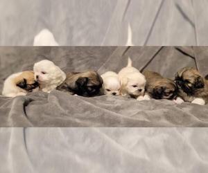 Pekingese Puppy for sale in GRAIN VALLEY, MO, USA