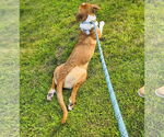 Small #8 Treeing Walker Coonhound Mix