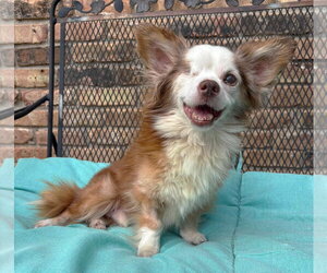 Chihuahua-Unknown Mix Dogs for adoption in Boonton, NJ, USA