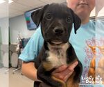 Small #1 Labrador Retriever Mix