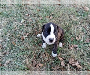 American Pit Bull Terrier Puppy for sale in CLINTON, AR, USA