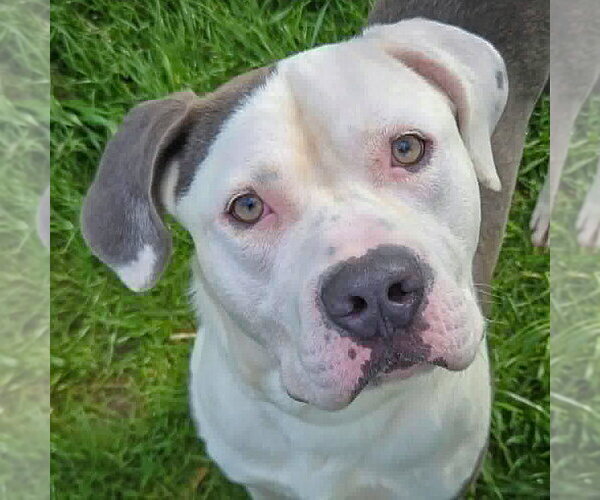 Medium Photo #2 American Bulldog-American Staffordshire Terrier Mix Puppy For Sale in Huntley, IL, USA