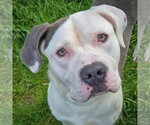 Small #1 American Bulldog-American Staffordshire Terrier Mix