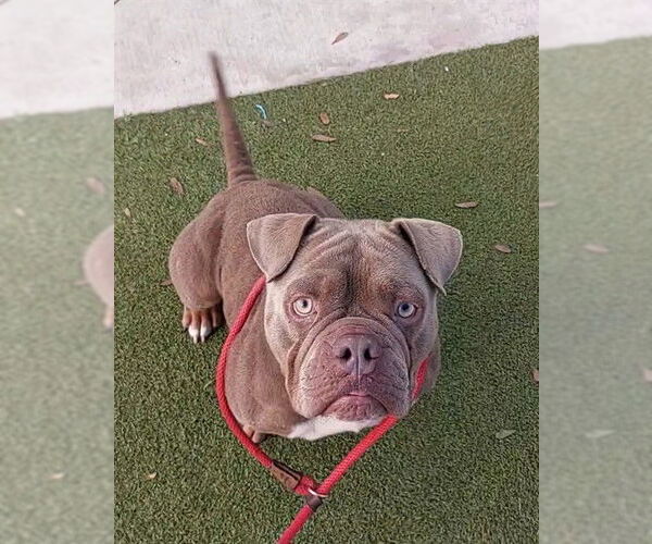 Medium Photo #1 American Bulldog Puppy For Sale in Fort Lauderdale, FL, USA