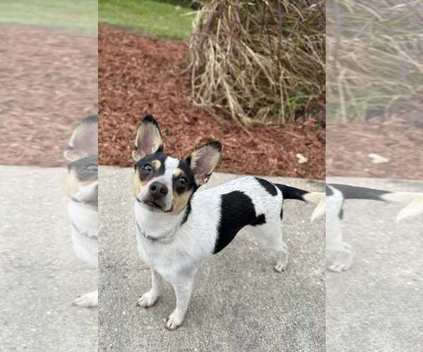 Medium Photo #3 Rat Terrier-Unknown Mix Puppy For Sale in Oakhurst, NJ, USA