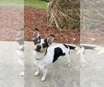 Small #2 Rat Terrier Mix