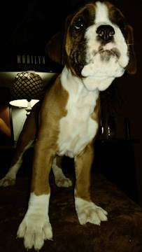 Medium Photo #13 Boxer Puppy For Sale in KENNEWICK, WA, USA