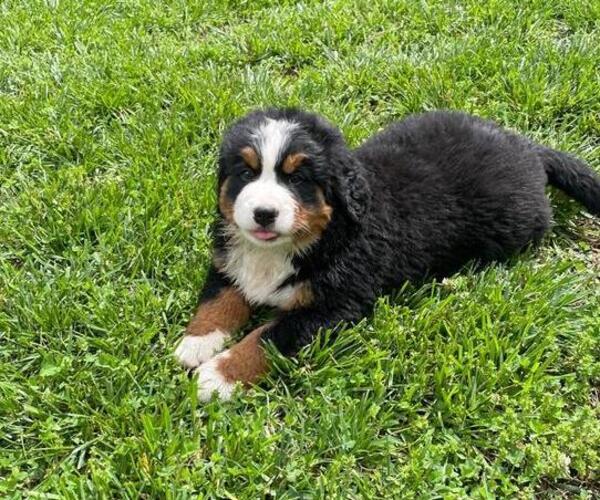 Medium Photo #7 Bernese Mountain Dog Puppy For Sale in NORWOOD, MO, USA