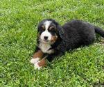 Small #6 Bernese Mountain Dog