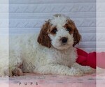 Small Photo #5 Goldendoodle (Miniature) Puppy For Sale in LITITZ, PA, USA