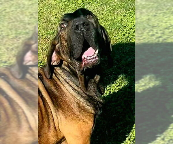 Medium Photo #4 Fila Brasileiro Puppy For Sale in Jasper, AL, USA