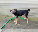 Small #2 Mutt