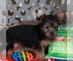 Small #4 Yorkshire Terrier