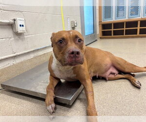 American Staffordshire Terrier-Unknown Mix Dogs for adoption in Grand Prairie, TX, USA