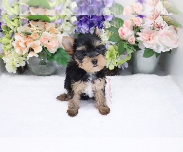 Medium Photo #1 Yorkshire Terrier Puppy For Sale in LAS VEGAS, NV, USA