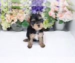 Small Photo #1 Yorkshire Terrier Puppy For Sale in LAS VEGAS, NV, USA