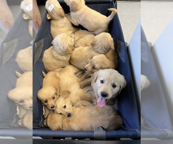 Medium Photo #2 Golden Retriever Puppy For Sale in NASHVILLE, NC, USA