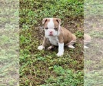 Small Photo #15 Boston Terrier Puppy For Sale in LOXAHATCHEE, FL, USA