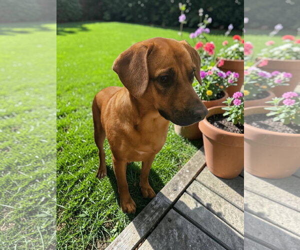 Medium Photo #20 Black Mouth Cur-Unknown Mix Puppy For Sale in McKinney, TX, USA