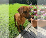 Small #19 Black Mouth Cur Mix