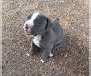 American Pit Bull Terrier Puppy for sale in DELAWARE, OH, USA