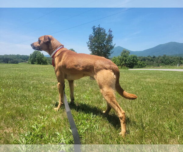 Medium Photo #2 Mutt Puppy For Sale in Rustburg, VA, USA