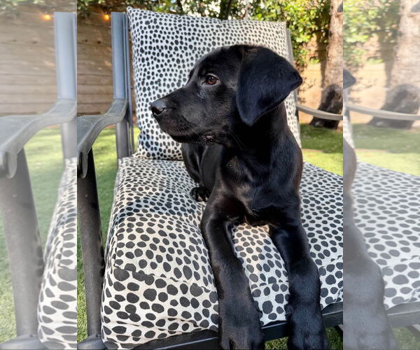 Medium Photo #2 Labrador Retriever-Unknown Mix Puppy For Sale in Fort Worth, TX, USA