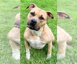 Small #2 American Pit Bull Terrier