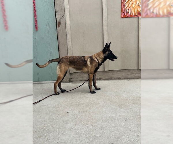 Medium Photo #3 Mutt Puppy For Sale in Imlay City, MI, USA
