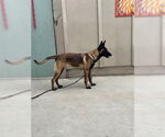 Small #2 Mutt