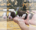 Puppy Patsy English Springer Spaniel